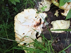Laetiporus sulphureus