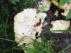 Laetiporus sulphureus