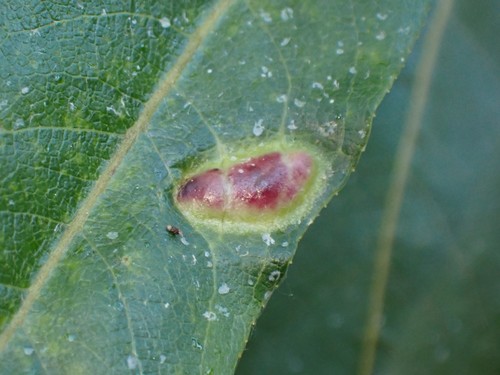 Willow Redgall Sawfly photo 4