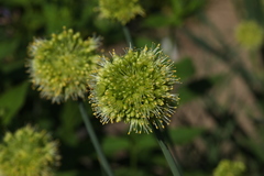 Allium obliquum