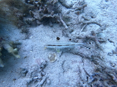 Actinopterygii