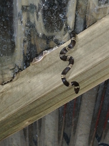 Black-banded Cat-eyed Snake, Leptodeira nigrofasciata