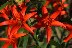 Lilium concolor partheneion