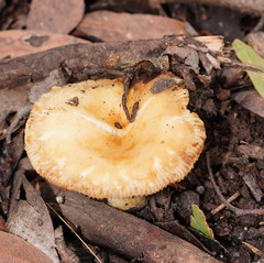 Russula neerimea