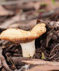 Russula neerimea