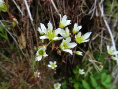 Saxifraga hypnoides