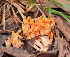 Ramaria anziana