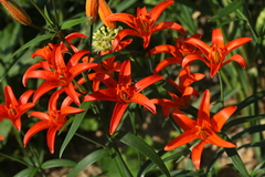 Lilium concolor partheneion