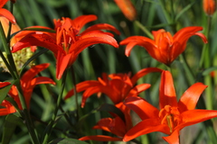Lilium concolor partheneion