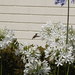 photo of Allen's Hummingbird (Selasphorus sasin)