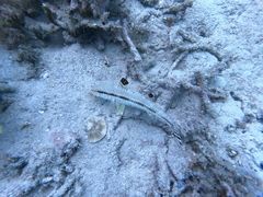 Actinopterygii