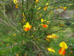 Cytisus scoparius andreanus