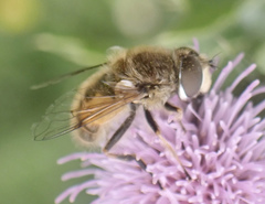 Eristalis abusiva