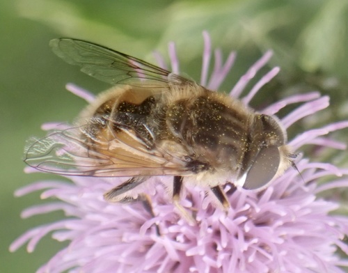 Eristalis abusivus