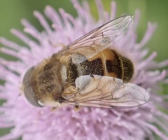 Eristalis abusiva
