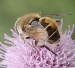 Eristalis abusiva