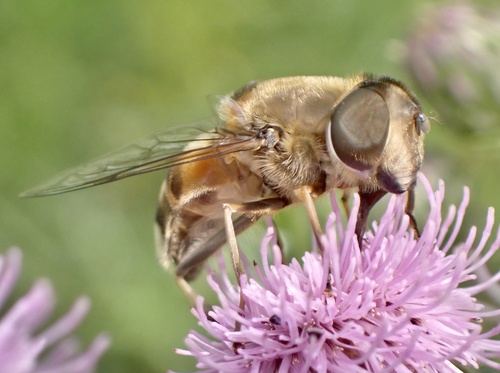 Stripe-winged Drone Fly, Graafland, Groot-Ammers, Zuid-Holland, NL, photo 8 of 10