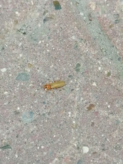 Cantharidae