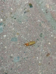 Cantharidae