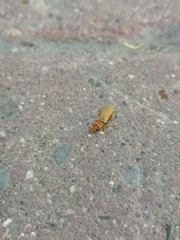 Cantharidae