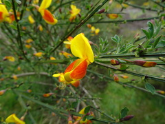 Cytisus scoparius andreanus