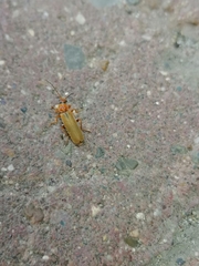 Cantharidae