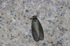 Macrobrochis staudingeri