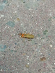 Cantharidae