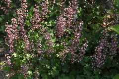 Heuchera pulchella