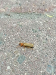 Cantharidae