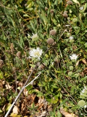 Monardella hypoleuca intermedia