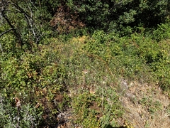 Monardella hypoleuca intermedia