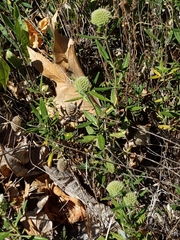 Monardella hypoleuca intermedia