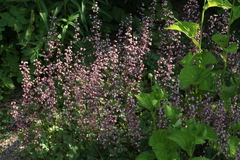 Heuchera pulchella