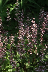 Heuchera pulchella