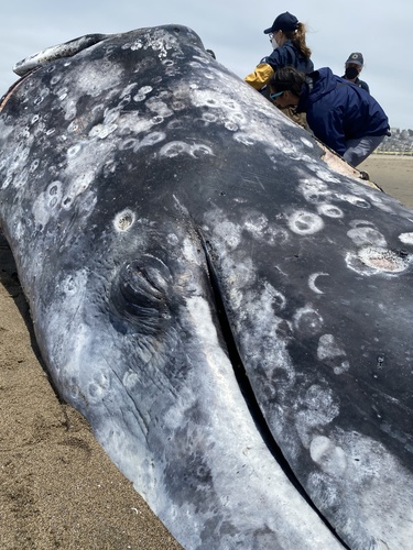 Grey Whale photographed in California