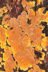 Gloeoporellus merulinus