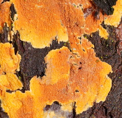 Gloeoporellus merulinus