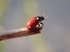 Gonioctena linnaeana