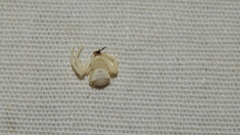 Thomisus daradioides