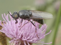 Odontomyia tigrina