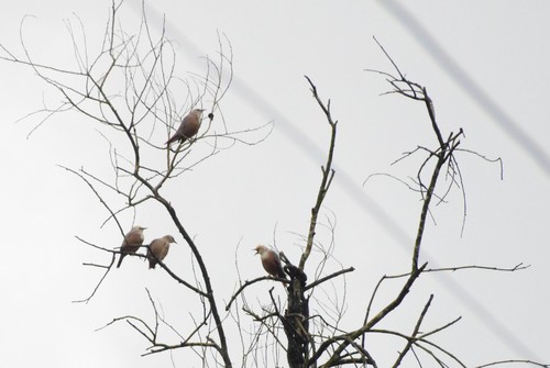 Chestnut-tailed Starling (Sturnia malabarica), photo 6