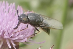 Odontomyia tigrina