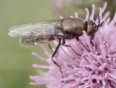 Odontomyia tigrina