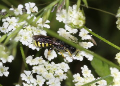 Ectemnius lituratus