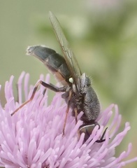 Odontomyia tigrina