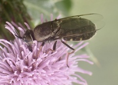 Odontomyia tigrina