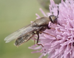 Odontomyia tigrina
