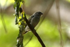 Indicator meliphilus