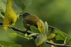 Arizelocichla nigriceps